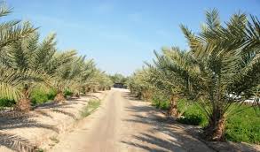 انشاء وحدة خاصة بالنخيل والتمور في وزارة الزراعة