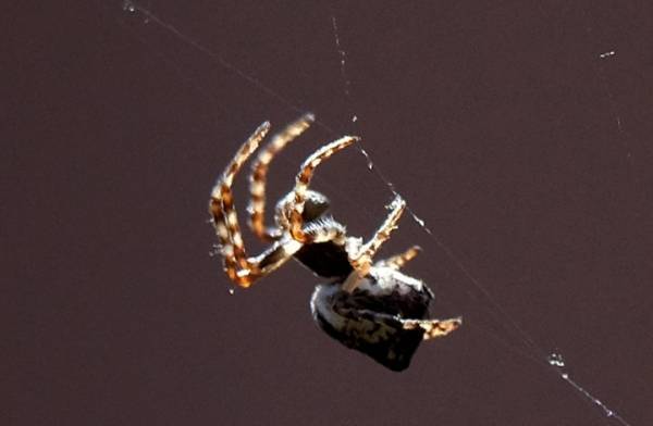 الشرطة تتدخل لفض عراك بين أسترالي و عنكبوت