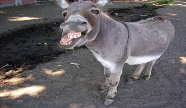 تركي يتسوق بحمار داخل مول لهذا السبب (فيديو)