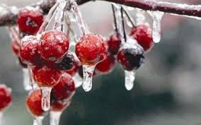 الخميس :طقس مستقر وتوقع لتشكل الصقيع