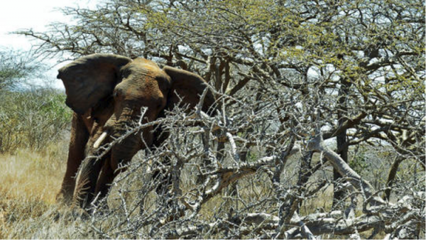 رجل حاول تنويم فيل مغناطيسيا فسحقه برجليه (فيديو)