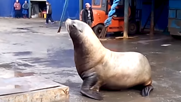 أسد بحر يتقصى محتويات شاحنة في روسيا! (فيديو)