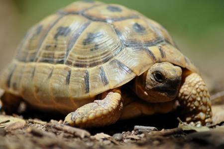 الحكومة ترد على اسباب قيامها بتخفيض ضريبة السلاحف والارانب و الافاعي