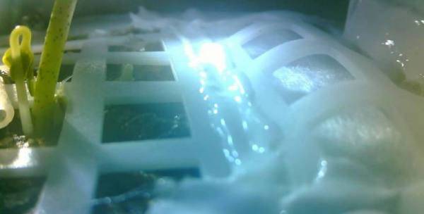 بذور القطن تنبت على سطح القمر