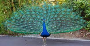 اكتشاف سر ذيل الطاووس الخاطف للأنظار!