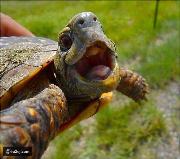 الحكومة: نكات السلاحف افقدت قرار تخفيض الضريبة قيمته