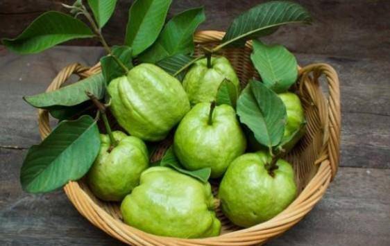 فائدة غير متوقعة لمضغ أوراق الجوافة بعد الطعام