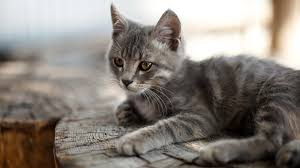 3 سنوات من التقاضي بالمحاكم.. والسبب قطة