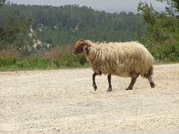 الزراعة : انخفاض أعداد الأغنام في الأردن إلى 4,300 مليون