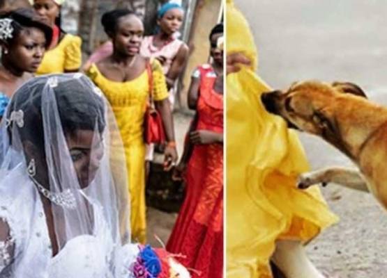 قصة كلب بطل أنقذ العشرات من انتحارية الزفاف