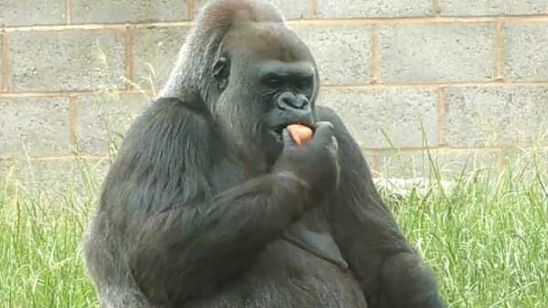 ملاكم شهير يعرض 10 آلاف دولار لمنازلة غوريلا!