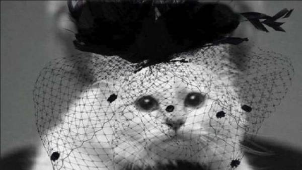 الوريثة المحتملة للاغرفيلد: بقلب مكسور أدخل الحداد!