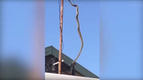 فيديو مرعب .. أفعى معلقة في الهواء تلتهم طائراً