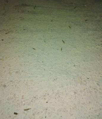 بداية مكافحة طلائع الجراد في المركز الجمركي بالعقبه (فيديو وصور)