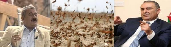 في معركة الأخضر واليابس .. جيش الجراد ينتصر على الشريدة والمبيضين