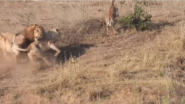 أسد ينقذ غزالا من أنياب لبؤة! (فيديو)