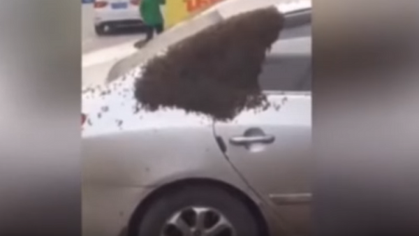 شاهد.. سيارة تتحول إلى خلية نحل في لحظات!