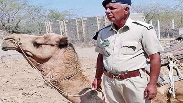 جمل يمتنع عن الطعام أكثر من شهر حدادا على شريكه!