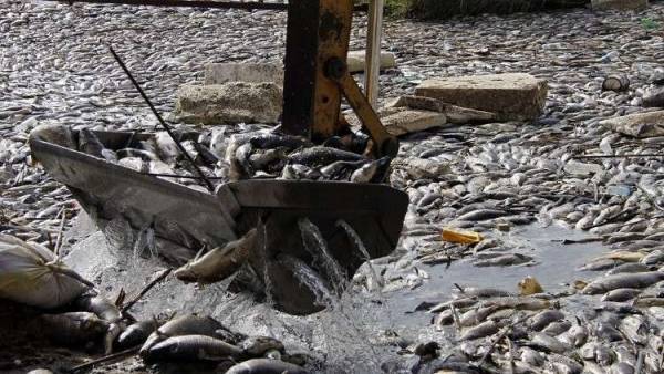 مختبرات الأمم المتحدة تكشف حقيقة نفوق الأسماك في العراق .. تفاصيل