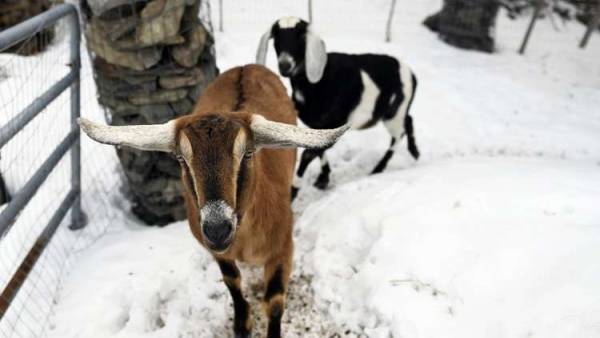 انتخاب عنزة لمنصب عمدة بلدة أمريكية (صور)