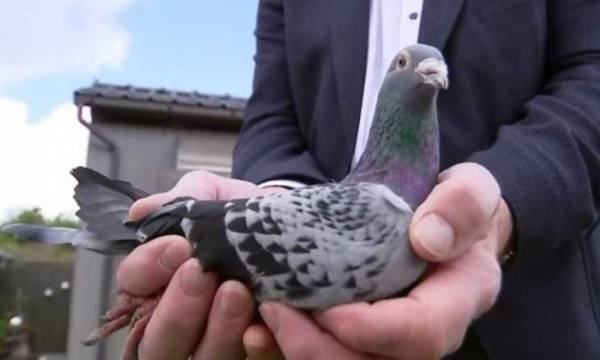 الحمامة “ليونيل ميسي”.. الأغلى في العالم