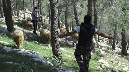 الشحاحدة يقرر فتح المناطق الحرجية للرعي خلال موسم الربيع