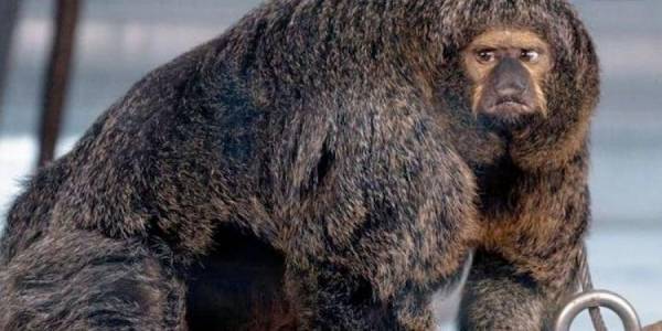 القرد مفتول العضلات يجتاح الإنترنت.. ويثير دهشة الجميع