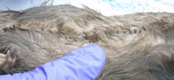 كيف استخدمت جرذان ميتة لتهريب مخدرات إلى سجن بريطاني؟