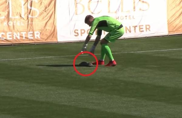 سلحفاتان توقفان مباراة دولية (فيديو)