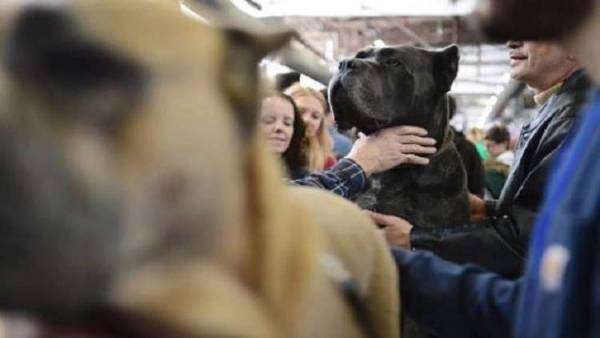 كلبة تدخل موسوعة غينيس الروسية بلقب الأم البطلة! (فيديو)