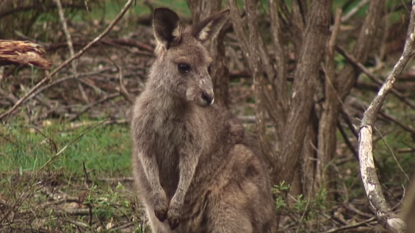 صيادون أستراليون ينقذون كنغرا من الغرق! (فيديو)