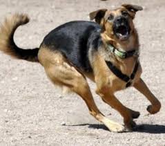 كلاب ضالة تنهش طفل من جنسية عربية في المفرق وحالة سيئة