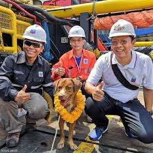 الكلب الناجي.. سبح 220 كيلومترا قبل إنقاذه