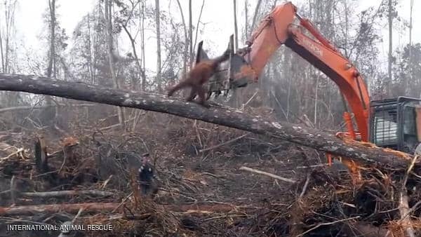 شاهد بالفيديو..مشهد يكسر القلب.. إنسان الغاب يصارع جرافة دفاعا عن بيته