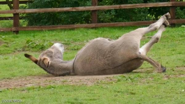 حمار عملاق يقترب من رقم قياسي عالمي