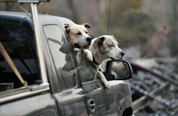 الكلاب يمكن أن تشم رائحة خلايا السرطان بدقة تصل إلى 97