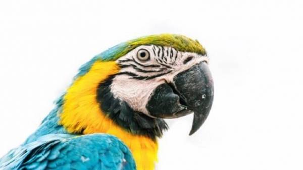 الشرطة البرازيلية تحتجز ببغاء يعمل في تهريب المخدرات!