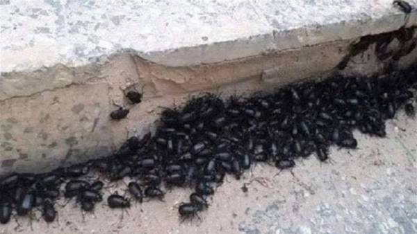 الخنافس تواصل الرحيل من سوريا الى لبنان