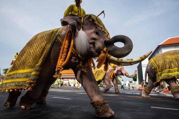 بالصور..الفيلة في تايلاند ترحب بالملك الجديد على طريقتها