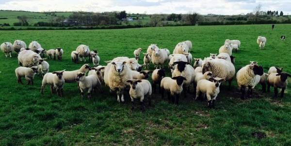 مدرسة فرنسية تسجل 15 رأساً من الغنم في سجلاتها لمنع إغلاق بعض الفصول