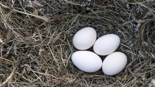 تناول البيض بانتظام يحمي من فقدان البصر