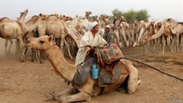 تهريب الذهب ينشط في السودان بطرق ووسائل جديدة ...!!