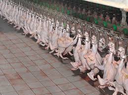 ارتفاع أسعار الدواجن في مسلخ عمان 20  30