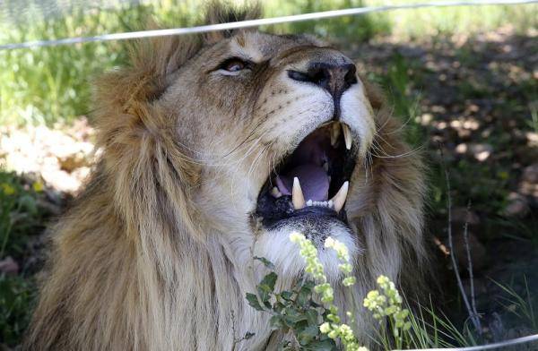 محمية أردنية لعلاج الدببة والأسود من صدمات الحروب