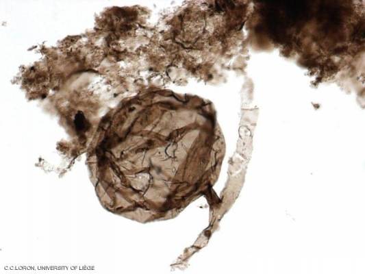 علماء يكتشفون أحفورة من مليار سنة قد تفسر ظهور الحياة على الأرض