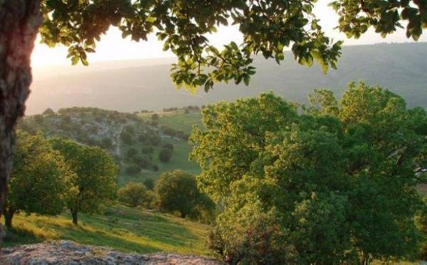 تقریر دولي: التنوع البیولوجي یتلاشی ومساحات الغابات تتراجع أردنیا وعالمیا