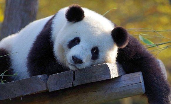 رصد باندا نادرة في إحدى غابات الصين