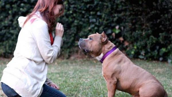 كلب يخبر صاحبته بإصابتها بالسرطان.. فكيف حدث ذلك؟!