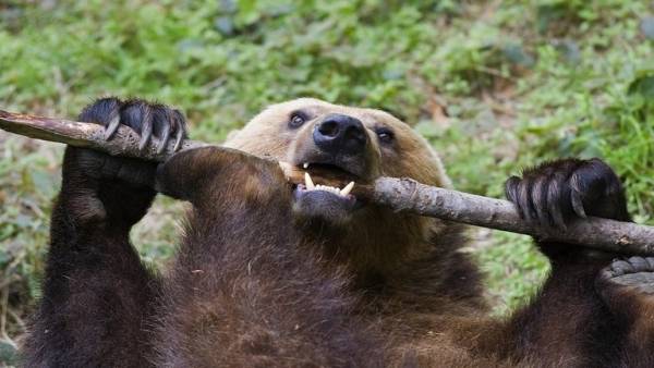 شاهد ما حصل لسائح استفز دبا مفترسا!