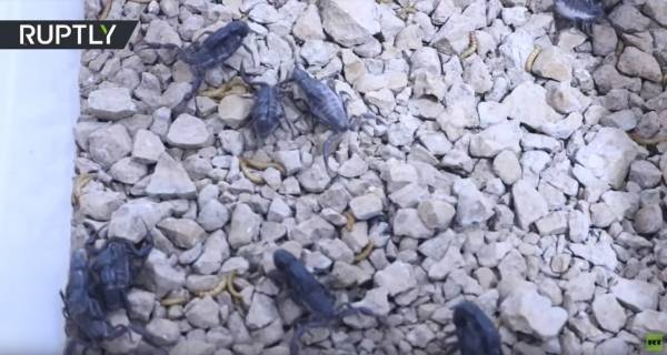 افغانستان تستعد لتصدير سم العقارب إلى الولايات المتحدة